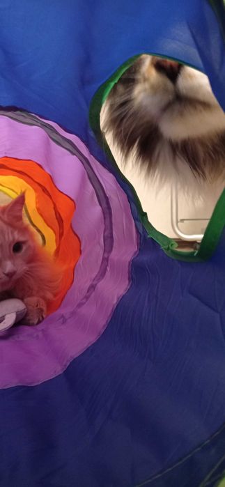 КошкоНяня с выездом на дом