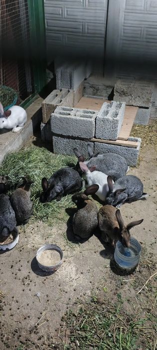 Продам кроликов молодых.