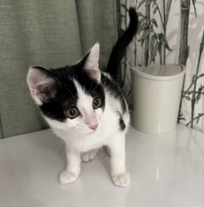 Пристраивается Котик