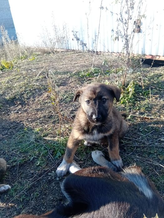 Отдам щенков в добрые руки.