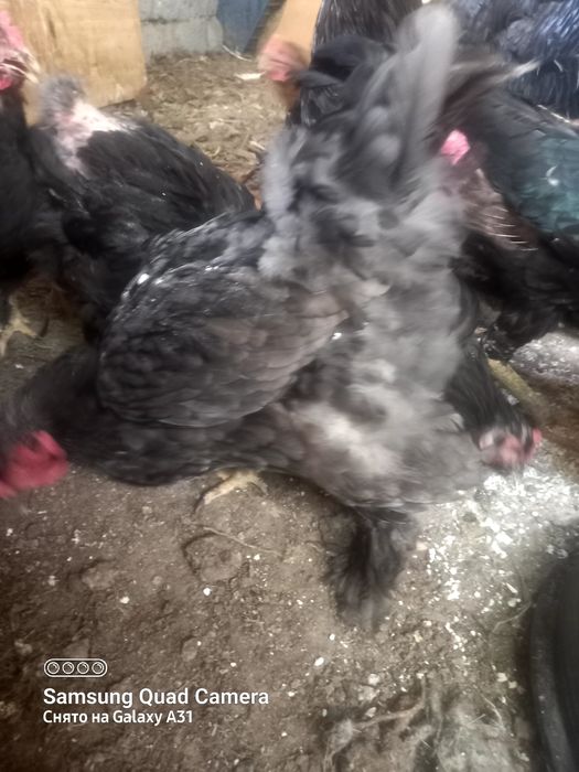 Куры  породы Кохинхин