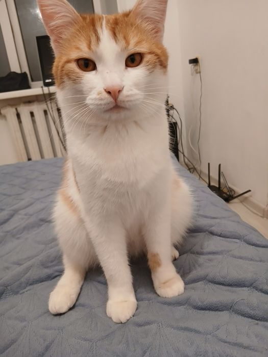 Отдам бесплатно кота