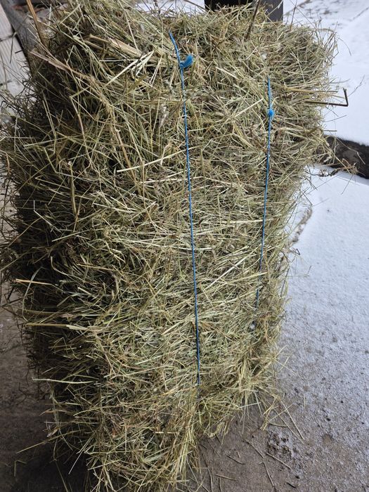 Baloti de fan de vanzare