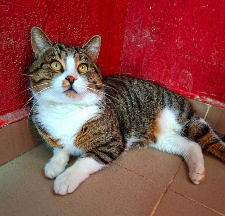 Adoptie motan tigrat castrat Nicholas