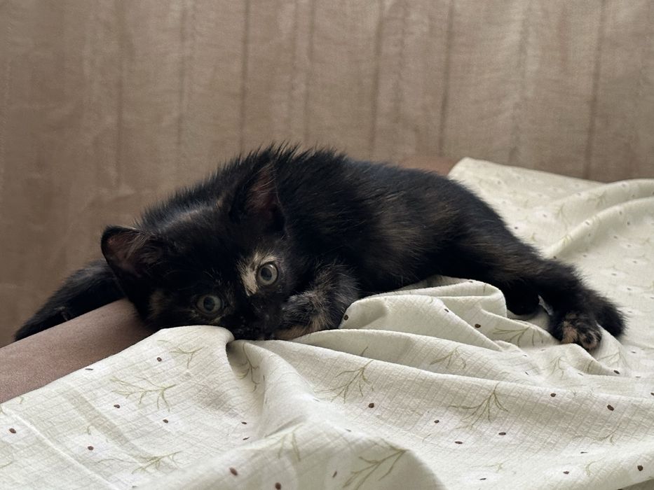 Отдам котёнка девочку