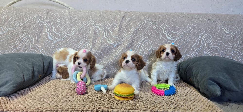 Щенков Кинг Чарльз Спаниель