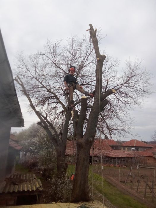 Професионално Рязане на Опасни Дървета!