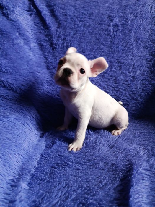 Французский бульдог