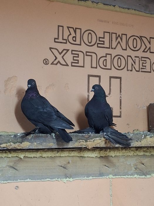 Продам голубей жуки сочи