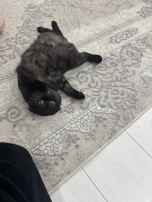 Кошка ищет кота, вязка