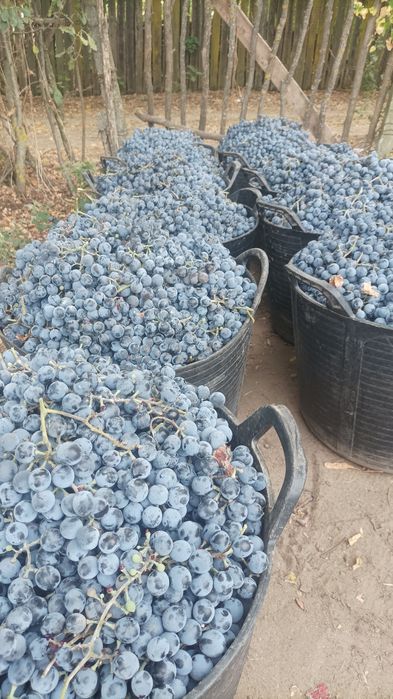 Struguri de calitate Otela și zaibar.loc Daneți jud Dolj.culesi proaspeți