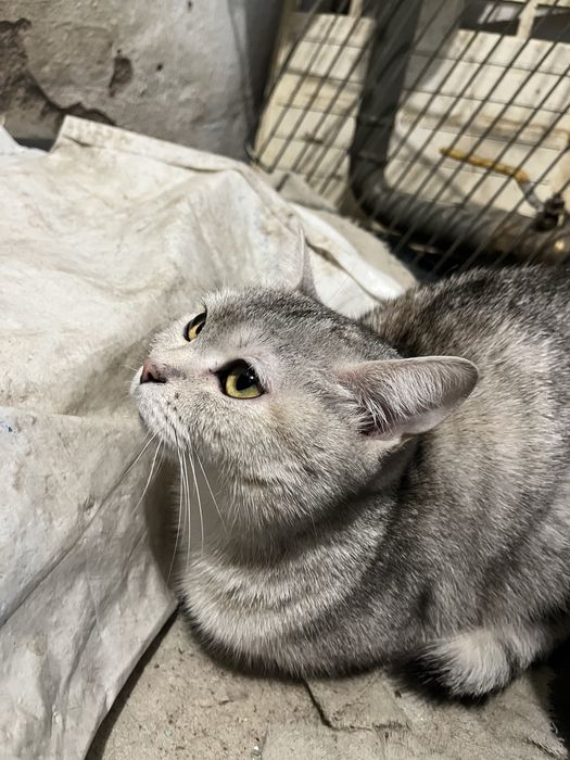 Красивая кошечка в добрые руки