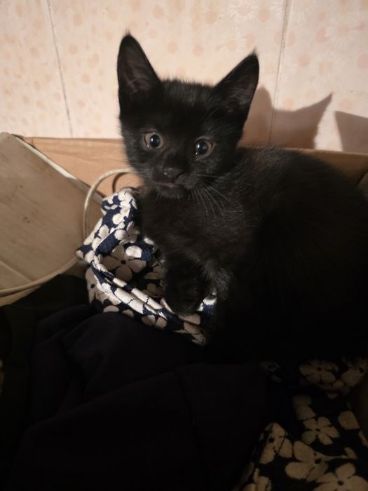 Отдам котят в добрые руки