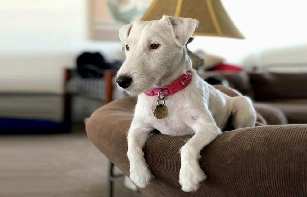 Буля — добрая и контактная девочка