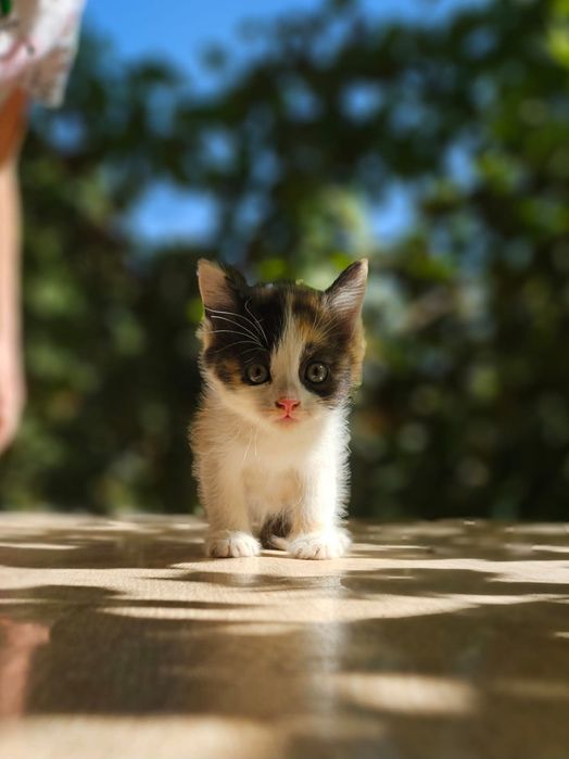 Очень красивые котята