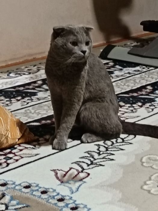 Yaxshi ğamxorlik qiladigan mushuk sevuvchilar uchun. Mushuk sotiladi!