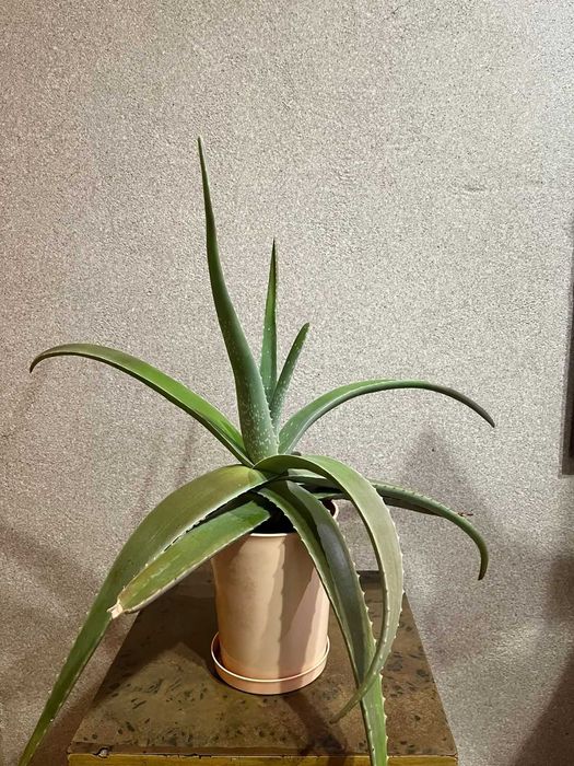 Алое вера 5 летний