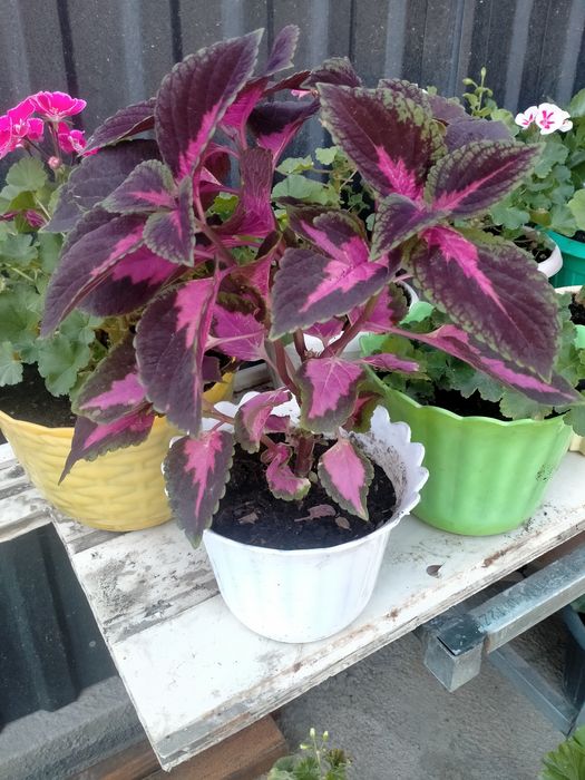 Комнатные цветы герани