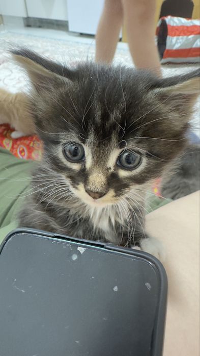 Котята, мама Мейн кун