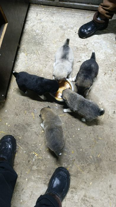 Продам щенят лайки