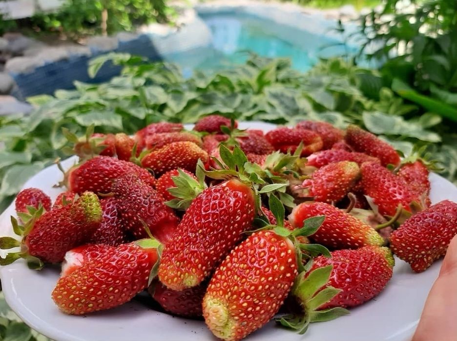 Саженцы клубники "Купчиха"