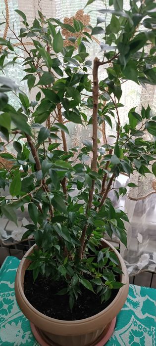 Продам фикус Бенджамина