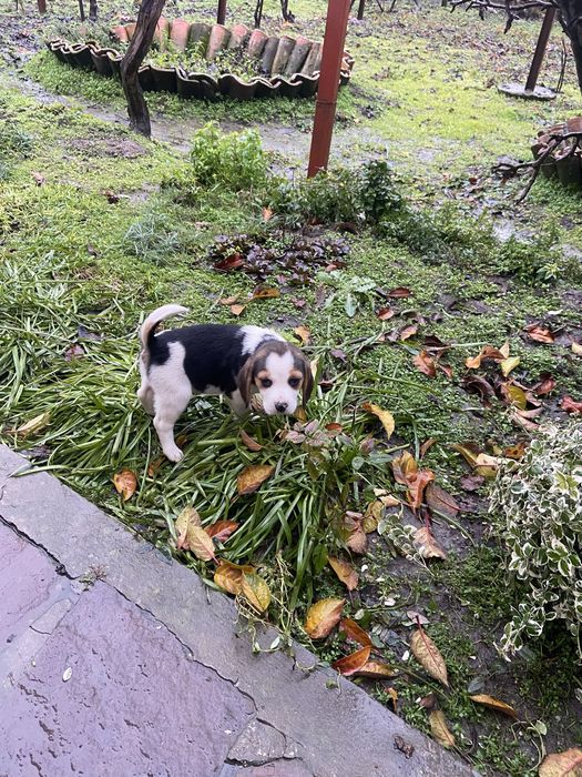 Кученца Бигъл на два месеца