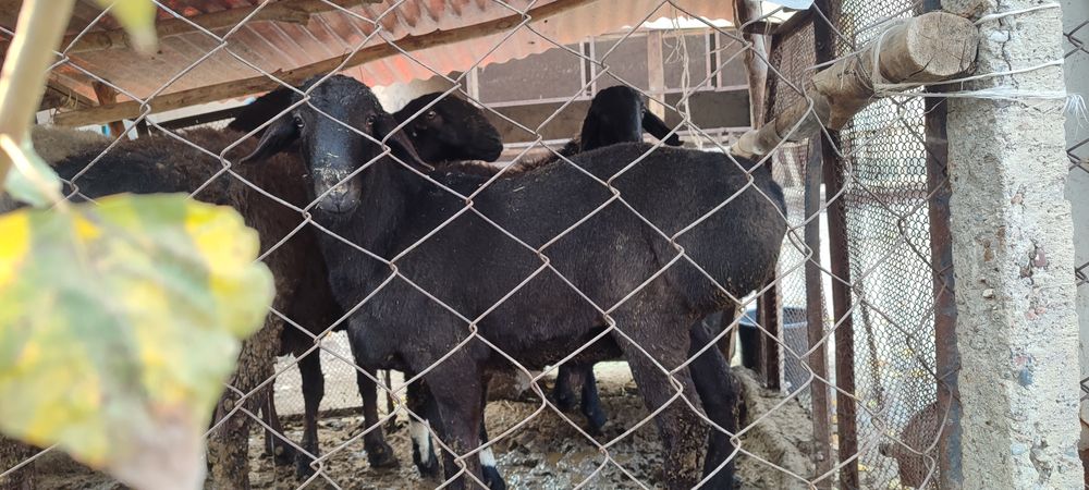 Qozi Qochqorla va kotta zotga tushadigan Qochqorla bor sotiladi