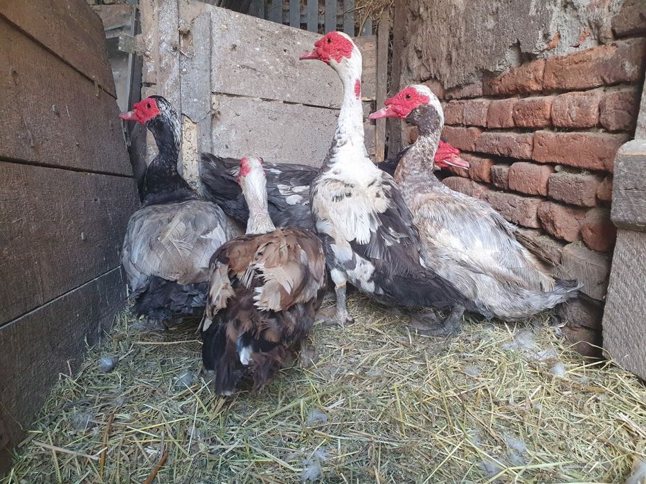 Vând rățoi de rață mută