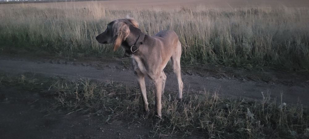 Тазы сатам рабочи