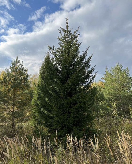 КРУПНОМЕРЫ сосны, ели зеленые, ели голубые