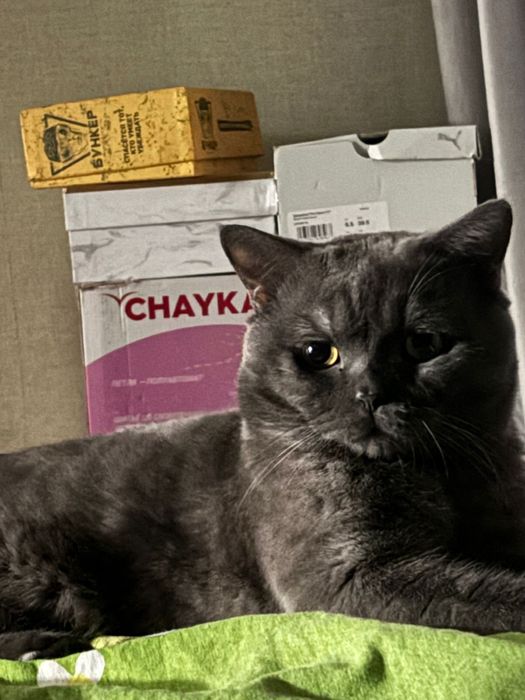 Кот на вязку Тараз