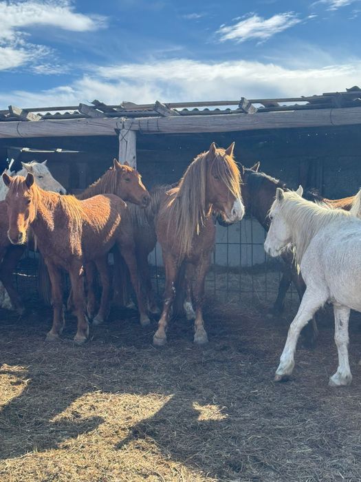 Айгыр сатылады 6 жасар