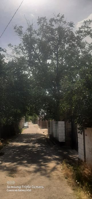 Дрова лес отдам даром орешина урюк клен