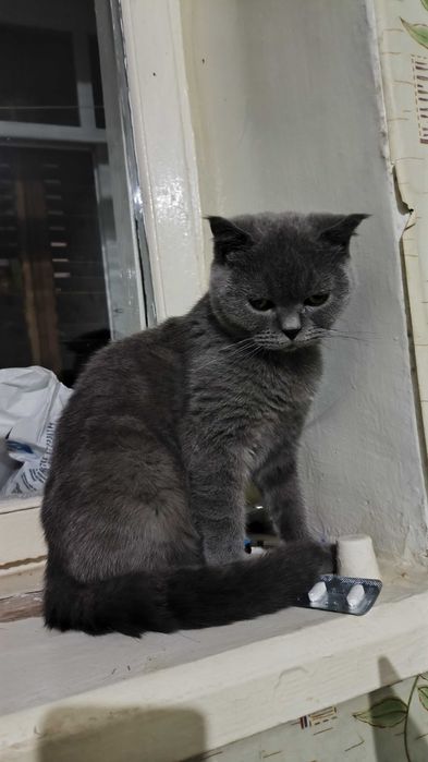 SKOTTISH FOLD Srochna sotiladi