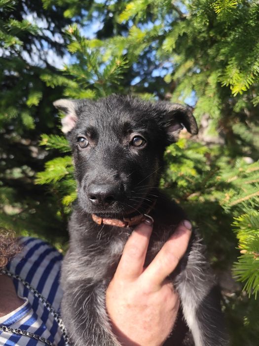 Породные Щенки ВЕО