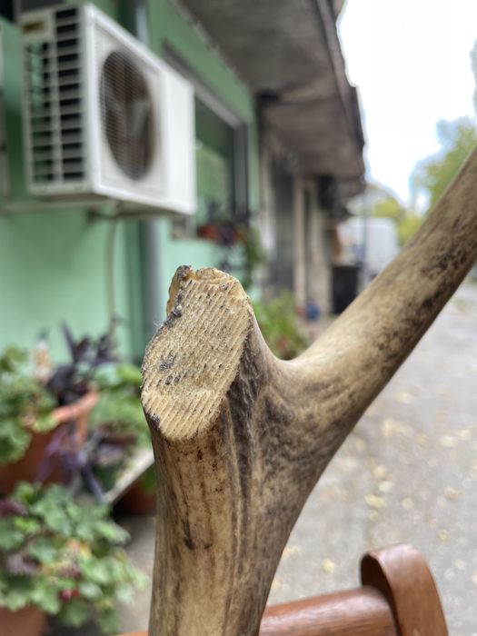 Еленски рога.