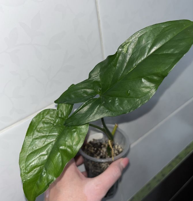 Сингониум Мохито