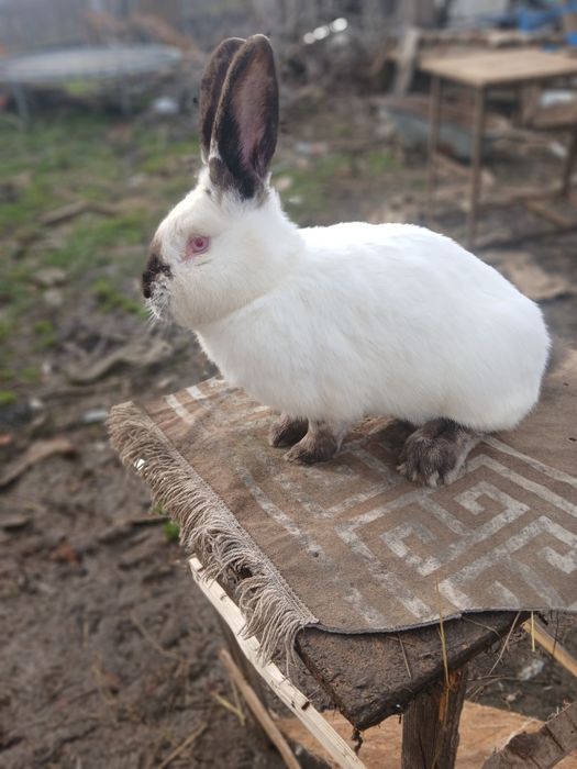 Vând femela urias de transilvania