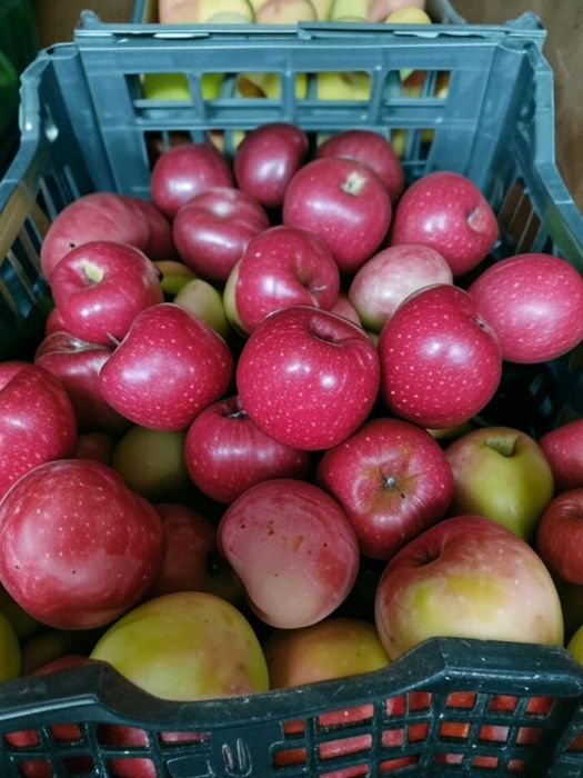 Ябълки, ябълки за сок, ябълки за консумация, ябълки за преработка и др