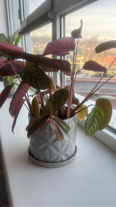 Комнатные цветы