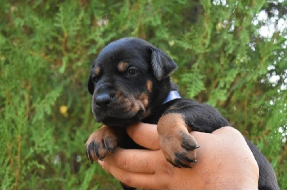 Cățeluș rasa doberman