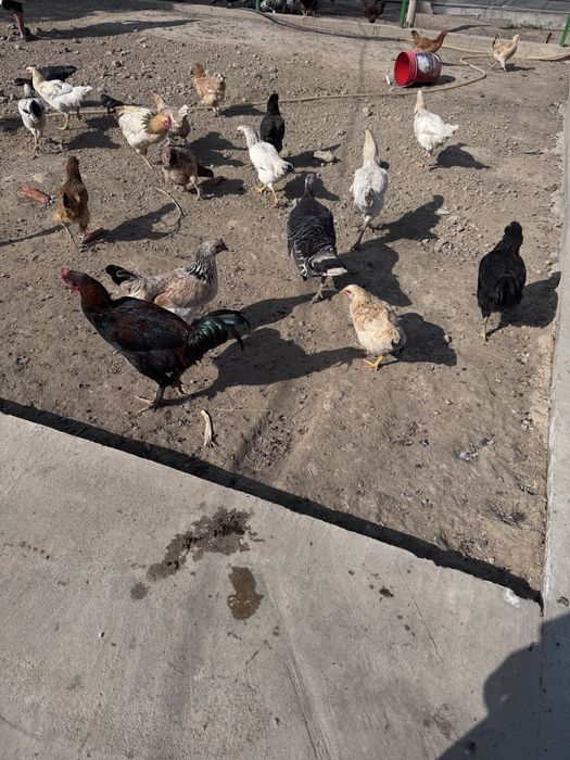 Тауықтар сатылады