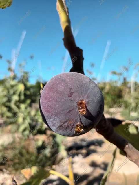 Смокиня  / Разсад Студоустойчиви - Налични 5 сорта