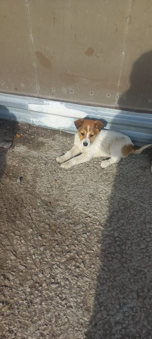 Отличные сторожевой щенки