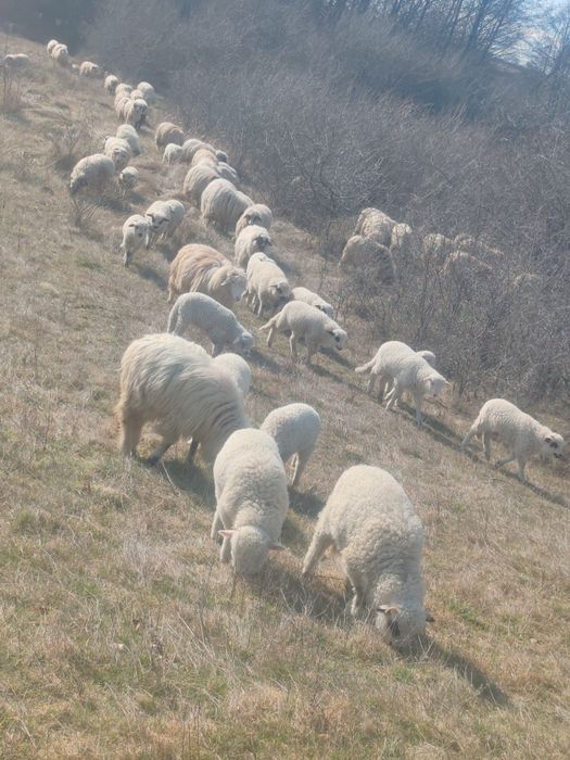 Vând 3 oi frumoase cu miei