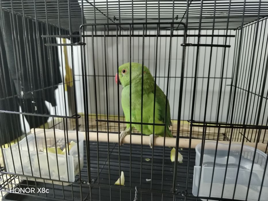 Папугай тути куш