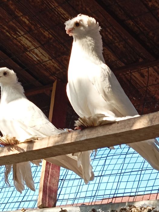Продам голубей..