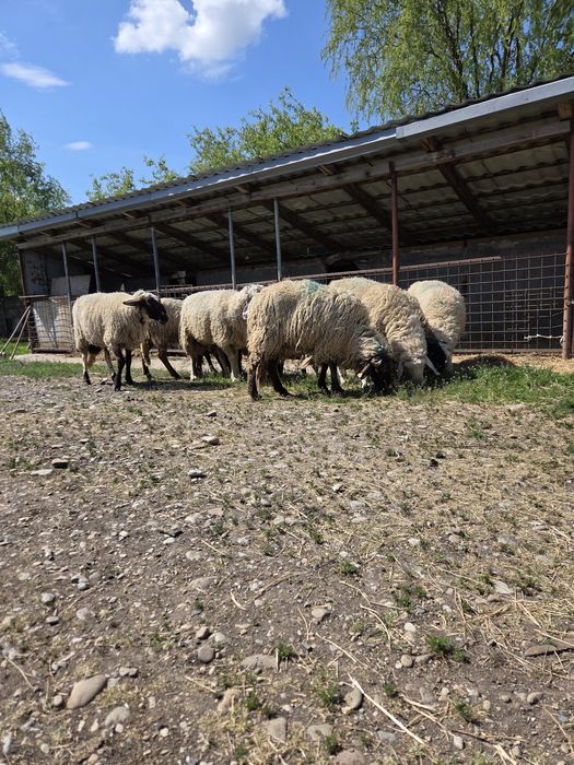 Vând Berbeci sarbesti și Bergamo