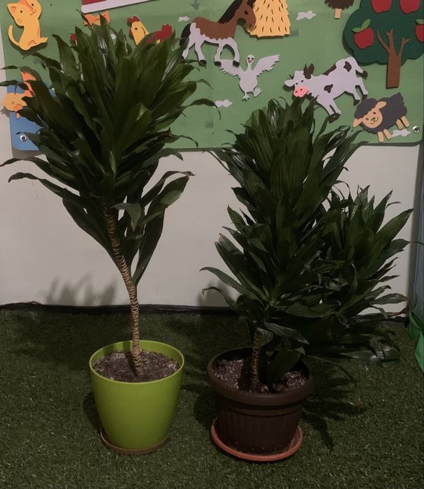 2 броя Драцена  (Dracaena fragrans)